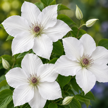 Guernsey Flute™ Clematis (<em>Clematis</em> ‘EviGsy153’)