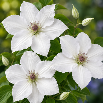 Des fleurs blanches pointues aux pétales texturés et aux centres foncés se regroupent parmi des boutons pointus et des feuilles vertes. Le cadrage montre des formes superposées et des contrastes visibles entre les surfaces claires et sombres. Les contours, les textures et les couleurs se distinguent. Certaines parties se placent derrière d'autres et donnent de la profondeur à l'ensemble, tandis que le sujet principal reste visible.