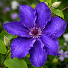 Lindsay™ Clematis (<em>Clematis</em> ‘EvisGsy152’)