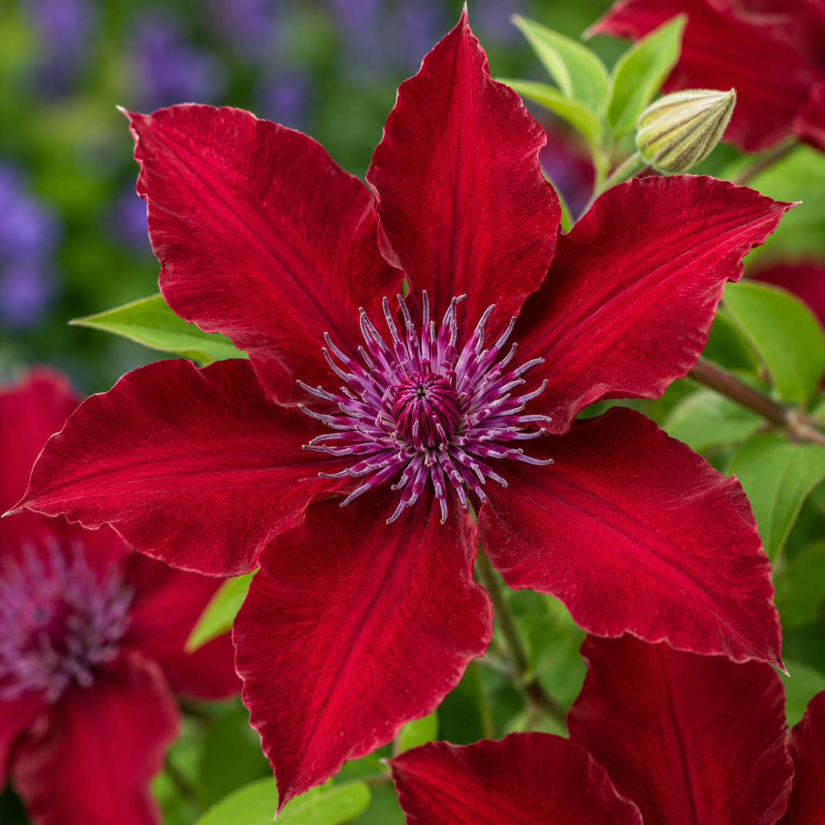 Nubia™ Clematis (Clematis ‘Evipo079’)