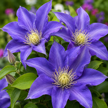Olympia™ Clematis (<em>Clematis</em> ‘Evipo099’)