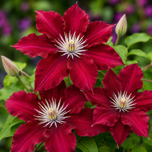 Rebecca™ Clematis (<em>Clematis</em> ‘Evipo016’)