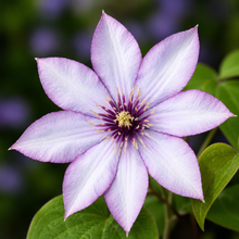 Samaritan Jo™ Clematis (<em>Clematis</em> ‘Evipo075’)