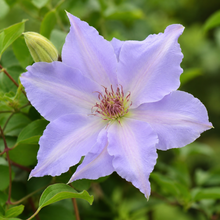 Tranquilité™ Clematis (<em>Clematis</em> ‘Evipo111’)