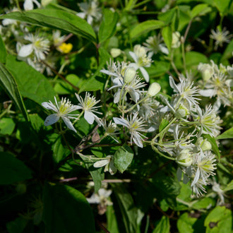 Virginia Virgin’s Bower