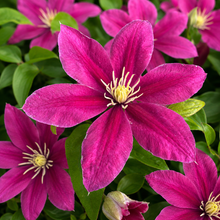 Acropolis™ and Diana’s Delight™ Clematis Duo (<em>Clematis</em> ‘Evipo078’ and <em>Clematis</em> ‘Evipo026’)