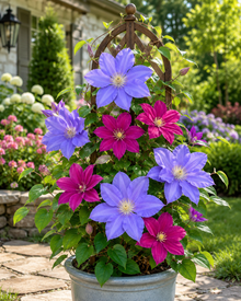 Acropolis™ and Diana’s Delight™ Clematis Duo (<em>Clematis</em> ‘Evipo078’ and <em>Clematis</em> ‘Evipo026’)