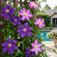 Jackmanii and Pink Champagne Clematis Duo (<em>Clematis</em> ‘Jackmanii’ and <em>Clematis</em> ‘Kakio’)