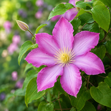 Jackmanii and Pink Champagne Clematis Duo (<em>Clematis</em> ‘Jackmanii’ and <em>Clematis</em> ‘Kakio’)