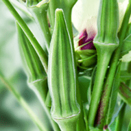 Organic 'Clemson' Okra Seeds by Gaia, product image prepared for Canadian gardeners.