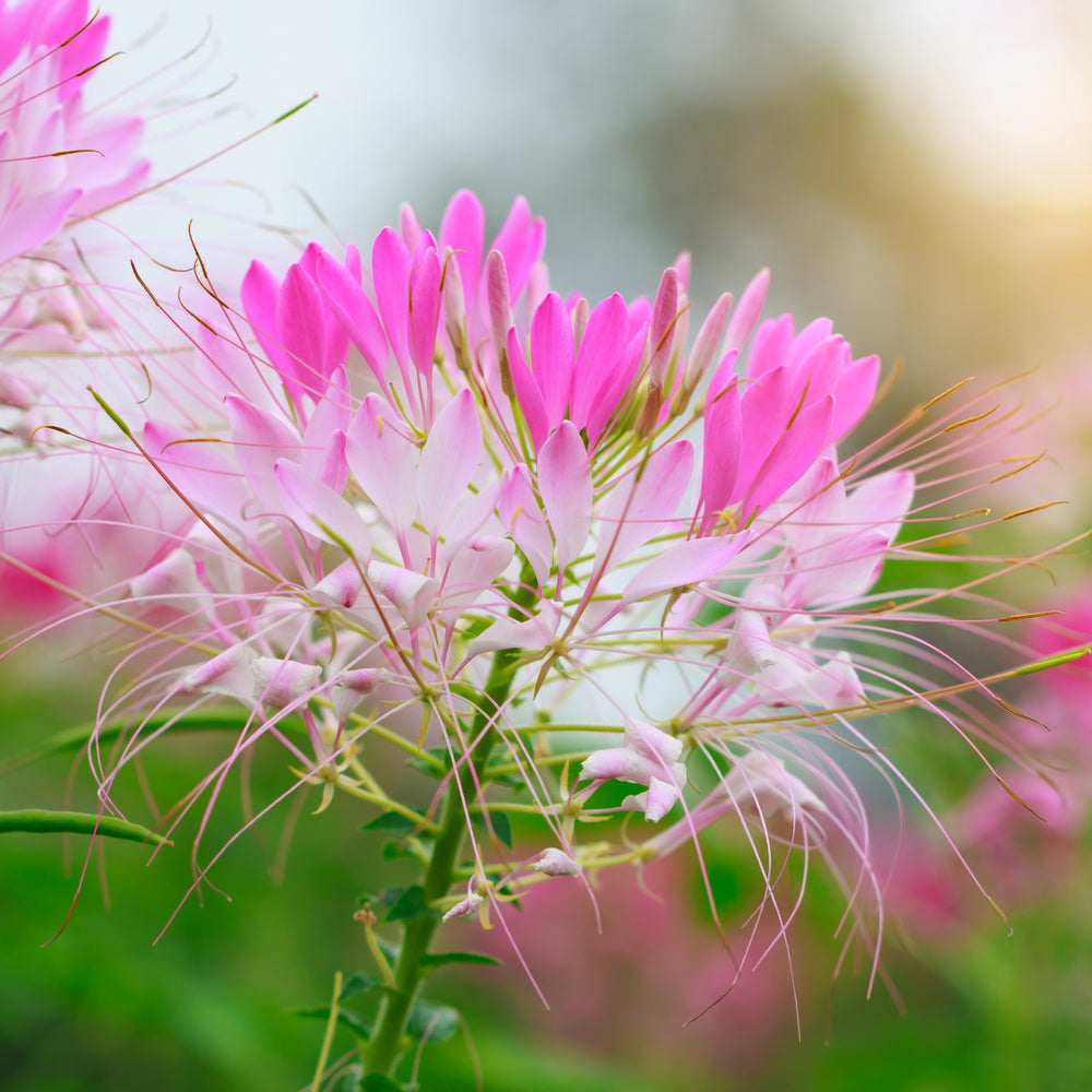 Cleome Sparkler™ 2.0 Blush F1
