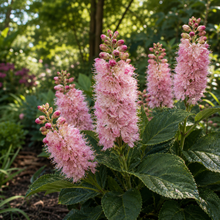 Clethra alnifolia