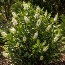 Clethra alnifolia 'Hummingbird'