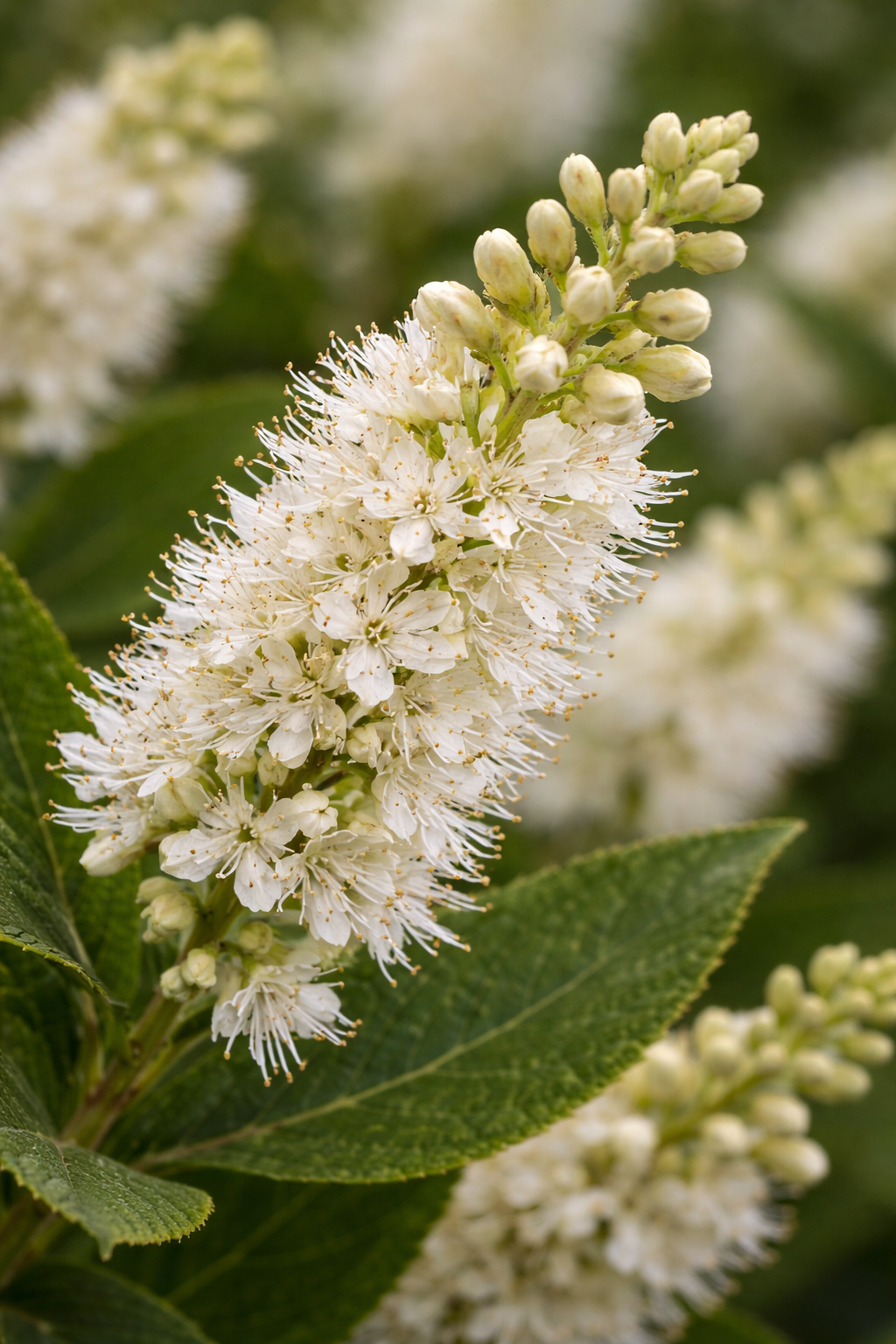Clethra alnifolia 'Summer Sparkler'