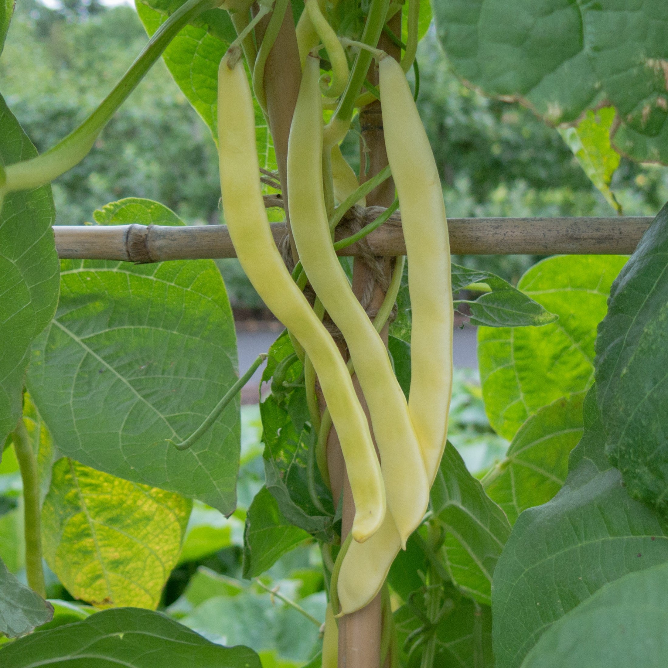 Pole bean 'Neckargold'