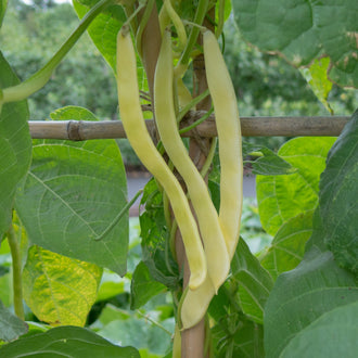 Photo de Haricot grimpant 'Neckargold'. La couleur caractéristique est : jaune. Les fruits présentent cette forme : ronde. Le visuel permet d'observer les contours, les teintes et la disposition des éléments présentés. Les détails de forme et les contrastes donnent un aperçu de l'apparence de cette plante ou de sa récolte.