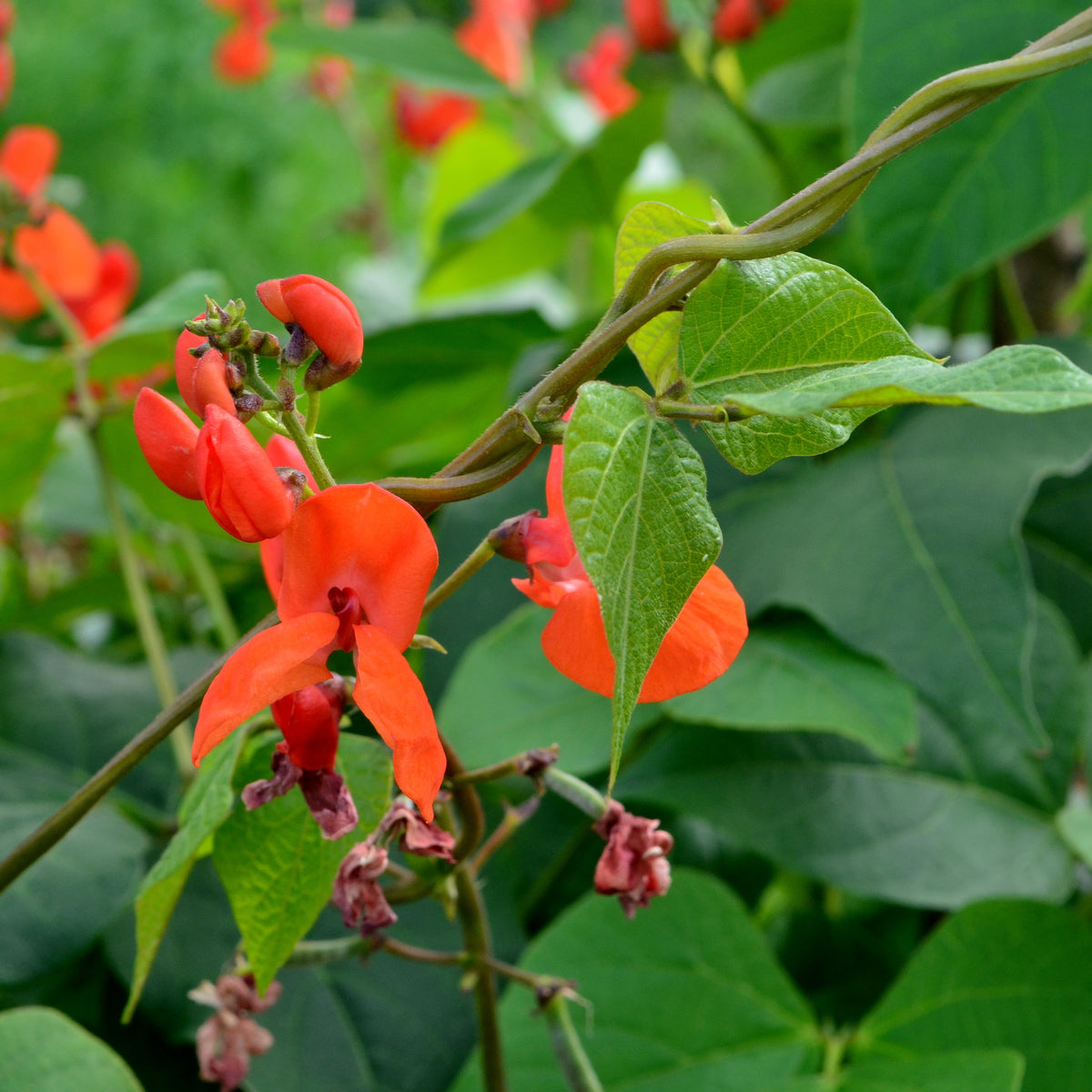 Photographie de Haricot grimpant (Phaseolus coccineus ‘Scarlet Runner’), sélection proposée en semences W.H. Perron. Le visuel présente l’apparence de la plante ou de sa récolte et permet d’en observer les formes et les couleurs. Cette vue illustre les caractéristiques visibles de la sélection, dans une présentation destinée à accompagner son identification et à montrer son intérêt au jardin.