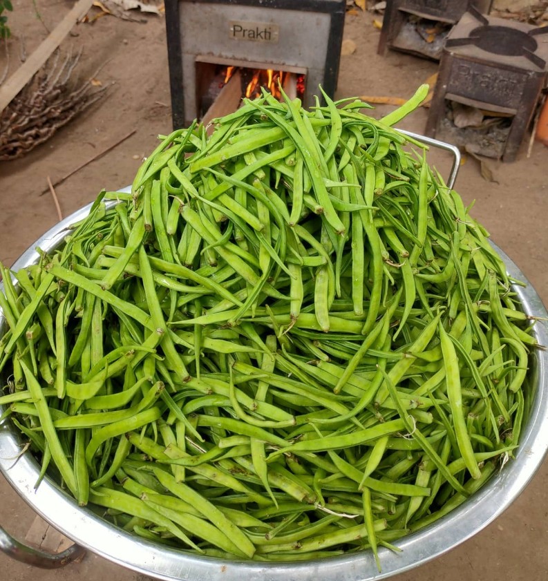 Haricot en grappe (guar), semences biologiques (<em>Cyamopsis tetragonoloba</em>)