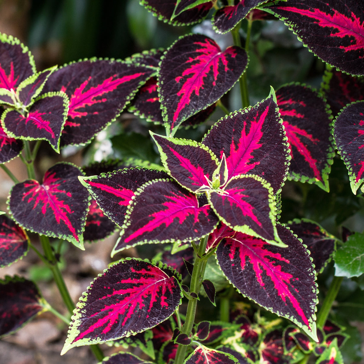 Premium Sun Chocolate Covered Cherry coleus (<em>Coleus scutellarioides</em>)