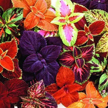 Giant Exhibition™ Mix coleus (<em>Coleus scutellarioides</em>)