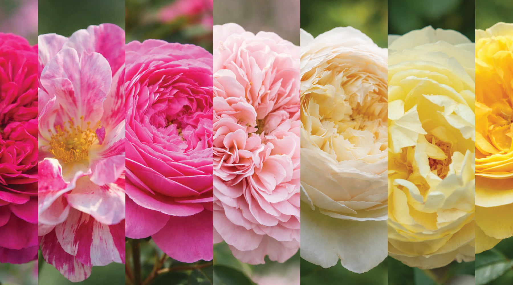 Montage floral présentant plusieurs roses David Austin en gros plan, dans des tons de rose, blanc crème, jaune pâle et jaune doré.