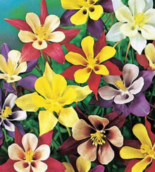 Semences Mélange d’ancolies (Aquilegia spp.)