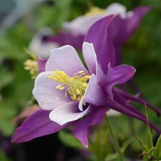 Une fleur violette et blanche est photographiée de côté devant des feuilles vert gris. Des parties pointues violettes entourent de larges pétales blancs repliés, avec des filaments jaunes qui dépassent au centre. Plusieurs prolongements fins se courbent derrière la corolle. Une tige brun vert relie la fleur au feuillage, sur un fond végétal peu détaillé.
