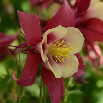 Une fleur présente de longues parties extérieures rouge sombre autour de pétales centraux crème. Des filaments jaunes avancent depuis la gorge et se regroupent au milieu de la corolle. Les pointes rouges s’étirent vers les côtés, avec de fins prolongements courbés derrière. Le fond montre du feuillage vert et d’autres touches rouges moins distinctes.