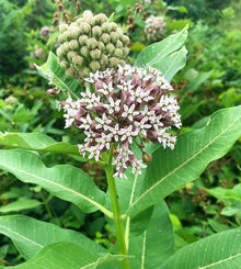 Organic Milkweed 'Common Milkweed'