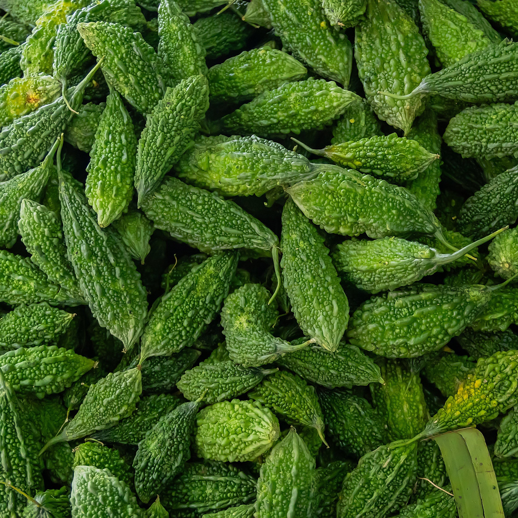 Margose 'Long Green'