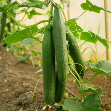 English Cucumber