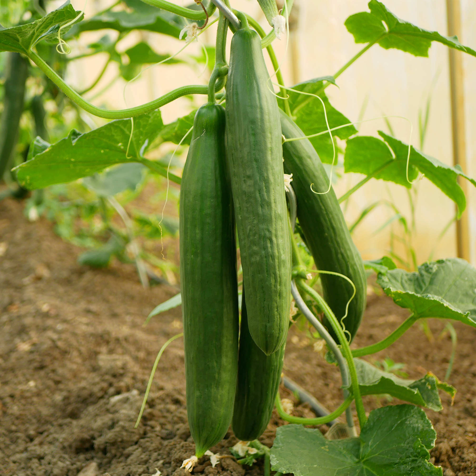 English Cucumber