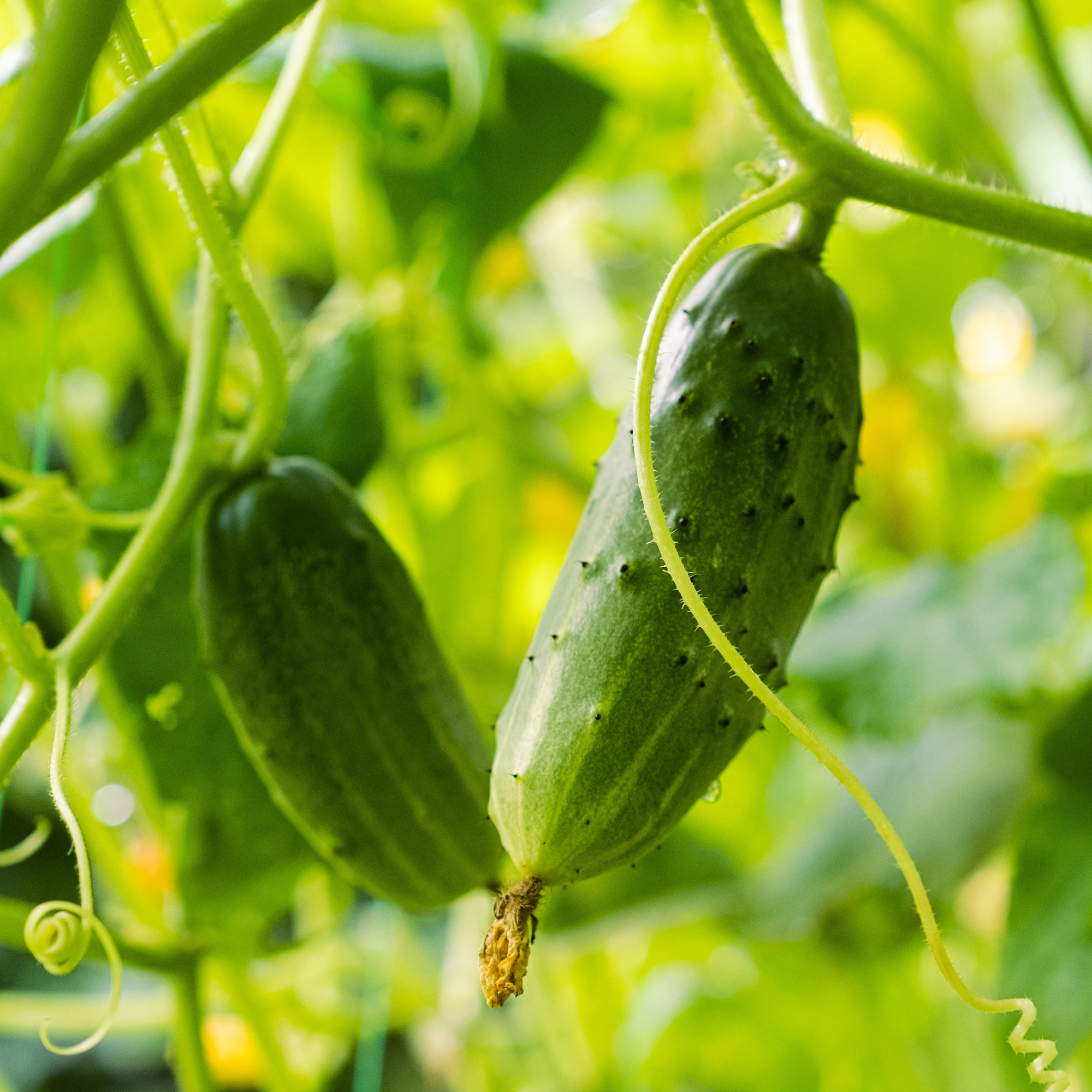 Pickle Cucumber