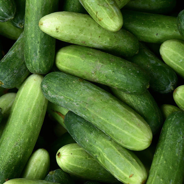 Japanese Pole Cucumber