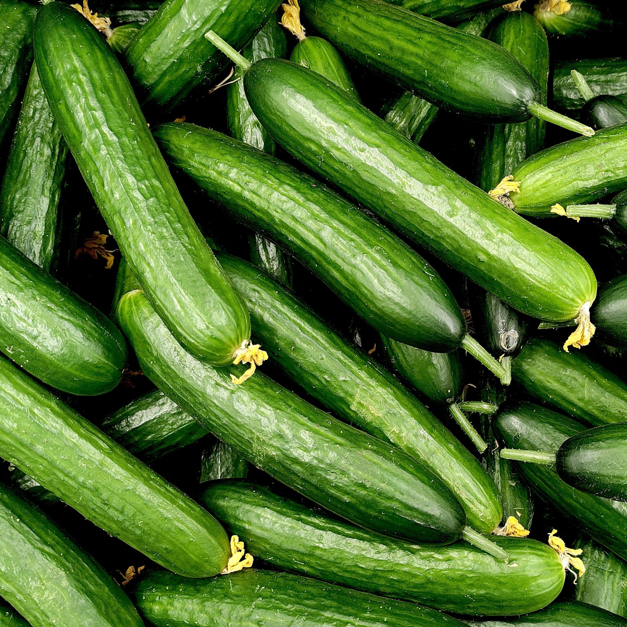 Cucumber 'Mercury'