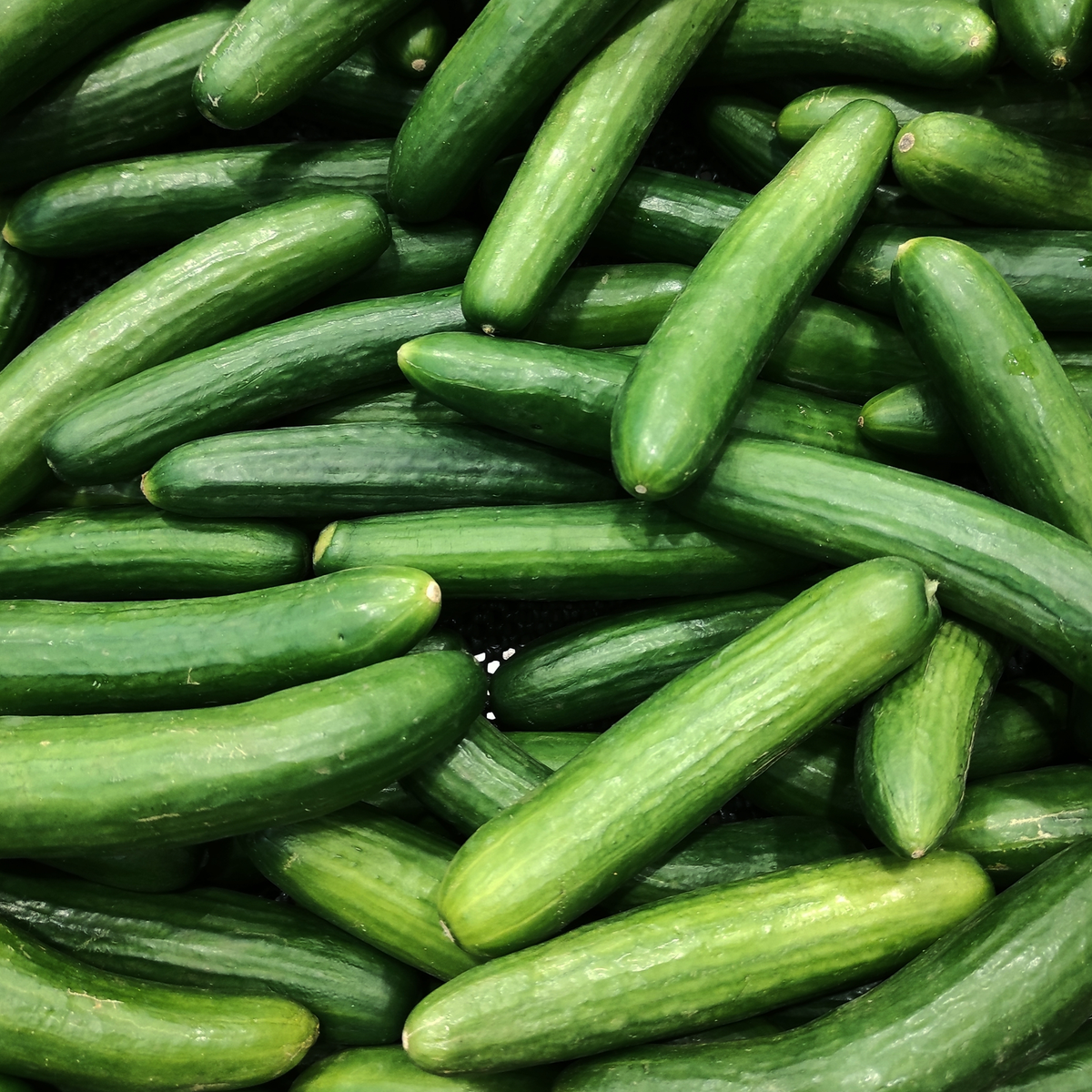Lebanese cucumber