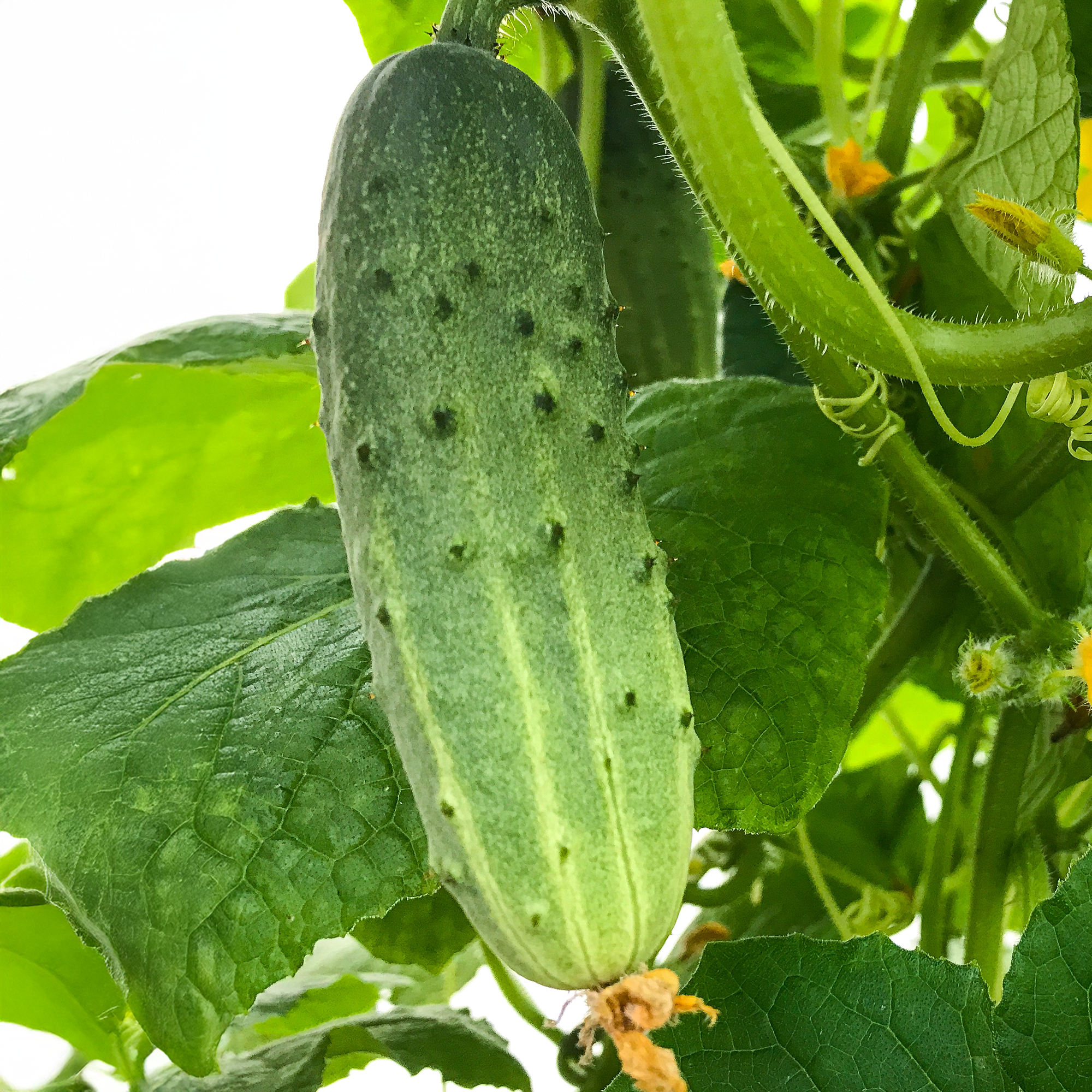 Marketmore Cucumber