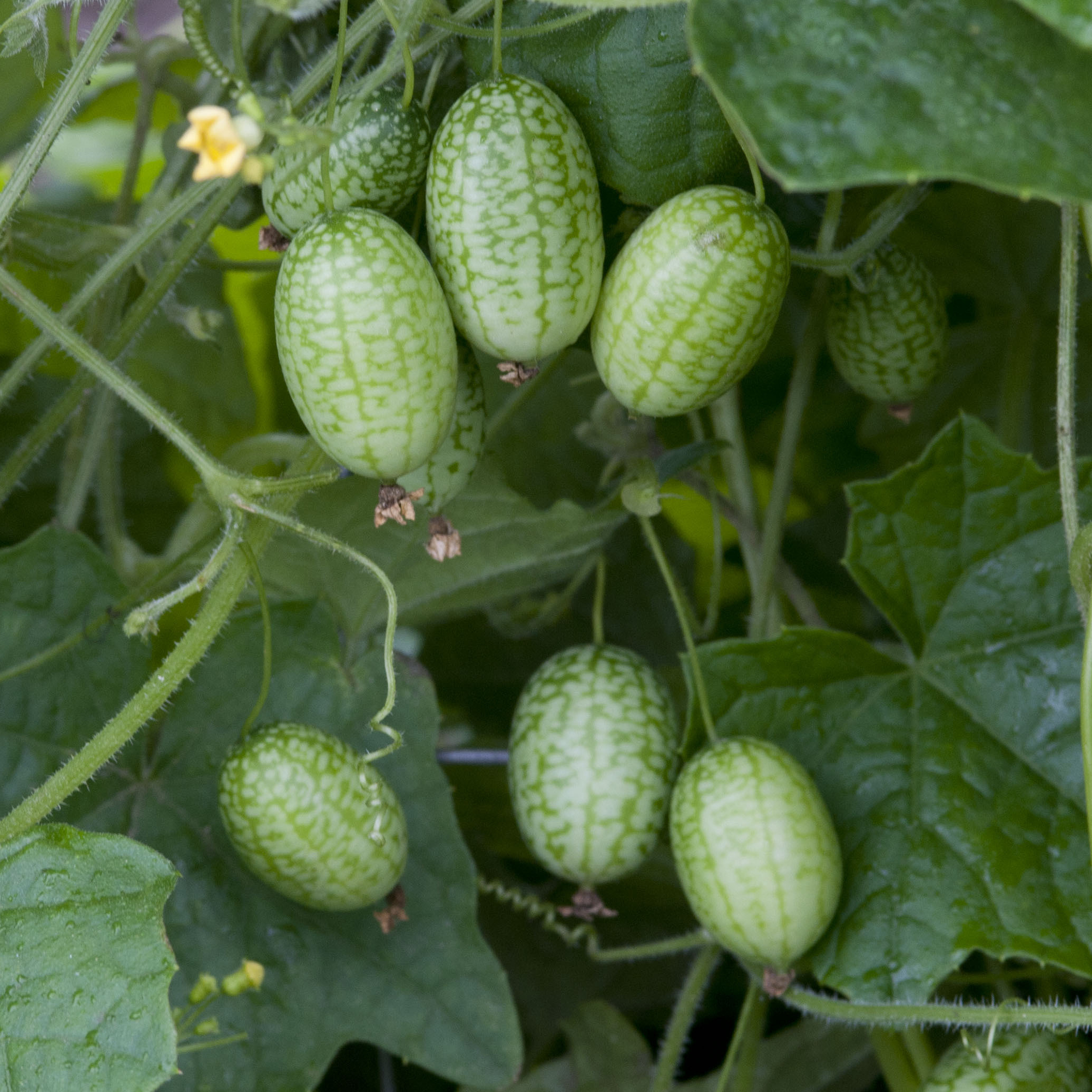 Mexican cucumber