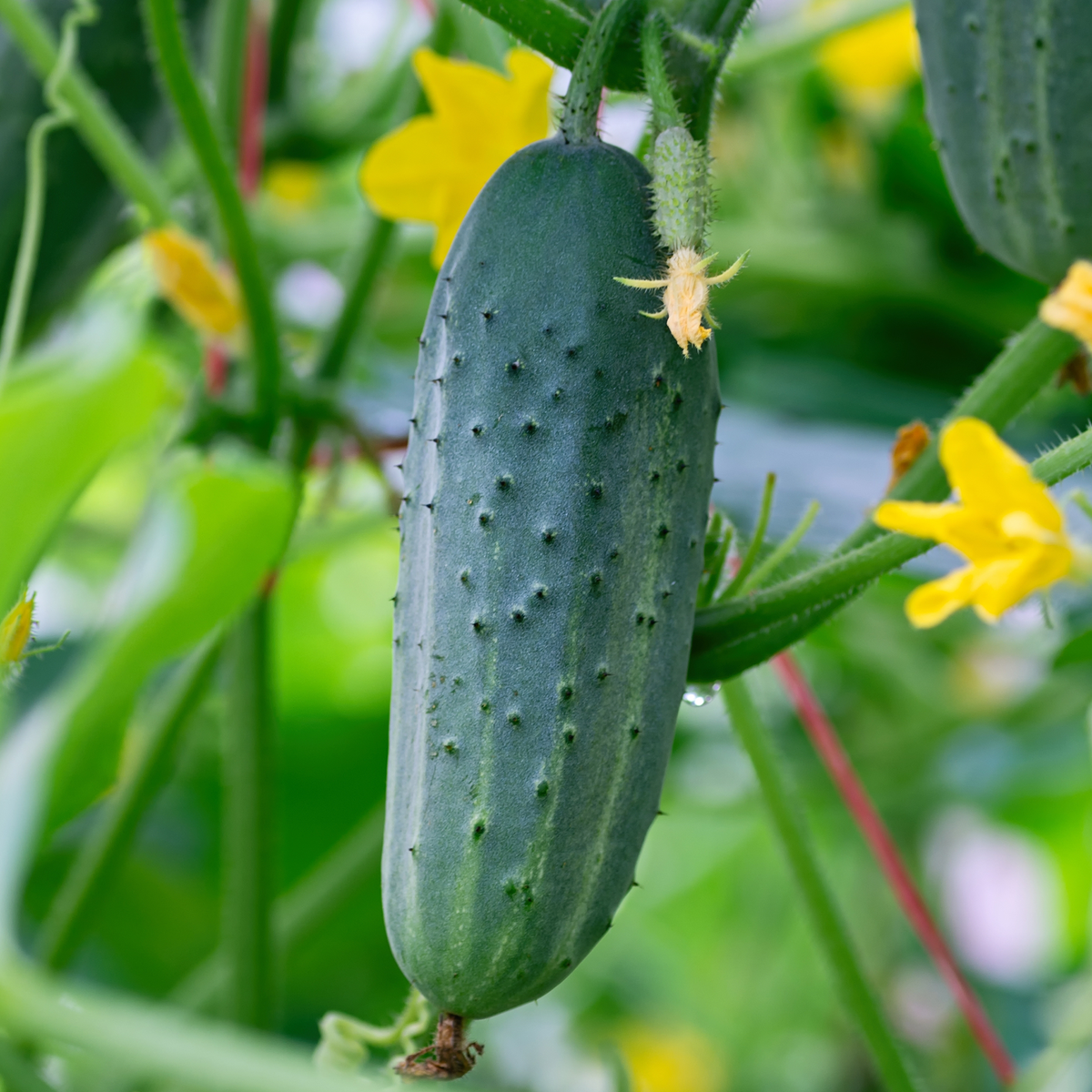 Patio Snacker Cucumber