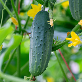Patio Snacker Cucumber