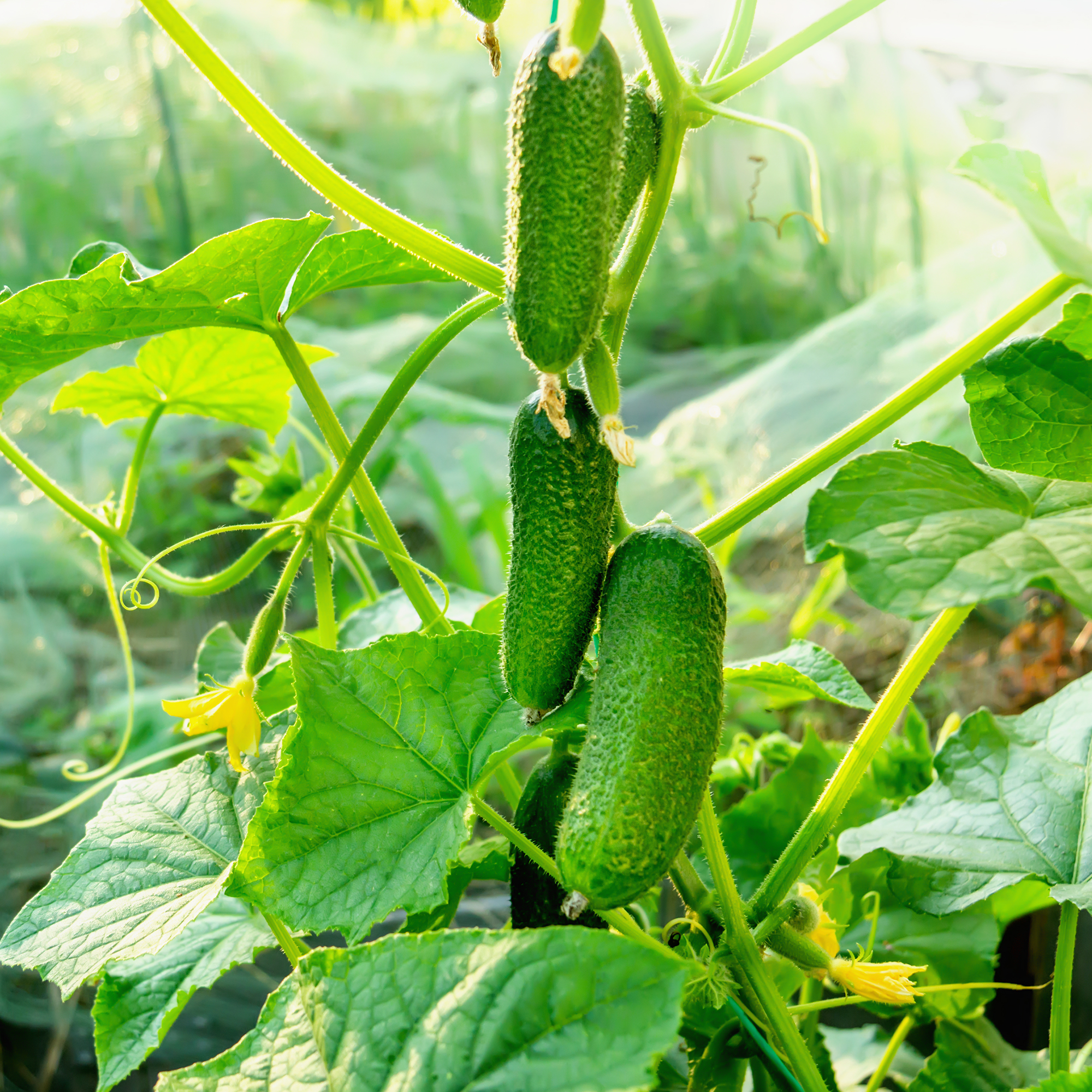 Saladmore Bush Cucumber