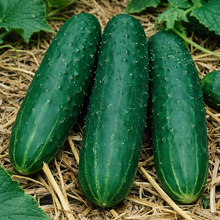 Organic 'Spacemaster' Cucumber