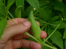 Concombre ‘Achocha’ (<em>Cyclanthera pedata</em>)