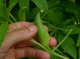 'Achocha' cucumber