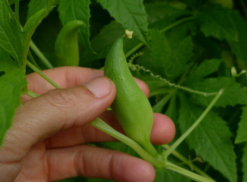 'Achocha' cucumber