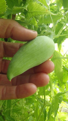 Concombre ‘Achocha’ (<em>Cyclanthera pedata</em>)