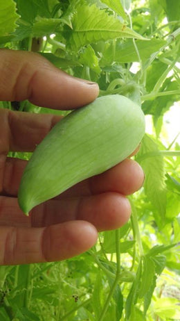 'Achocha' cucumber