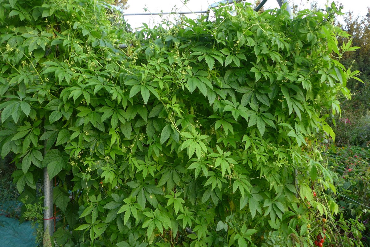 Concombre ‘Achocha’ (<em>Cyclanthera pedata</em>)