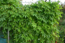 Concombre ‘Achocha’ (<em>Cyclanthera pedata</em>)