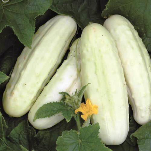 Concombre blanc De Hollande. Concombres blancs entiers et coupés, devant des feuilles vertes. Le cadrage permet de voir les formes, les couleurs et les détails du sujet représenté. Les contours se détachent du fond de l’image, avec des différences de teinte et de texture visibles sur les surfaces. Cette vue accompagne la présentation du produit dans la boutique.